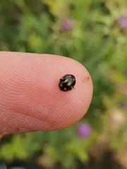 Coccinella leonina