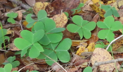 Oxalis drummondii