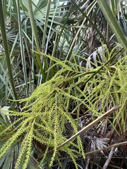 Arecaceae