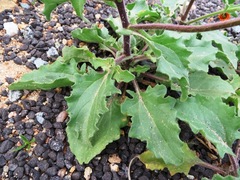 Osteospermum amplectens