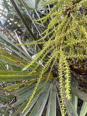 Arecaceae