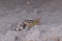 Phaedrotettix
