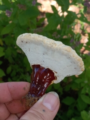 Ganoderma curtisii
