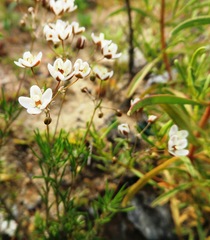 Pharnaceum aurantium