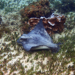 Myliobatis tenuicaudatus