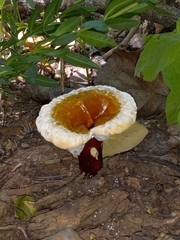 Ganoderma curtisii