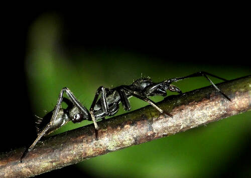 corinnid sac spiders