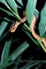 Pareas carinatus