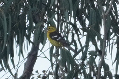 Pheucticus chrysogaster