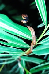 Pareas carinatus