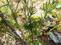 Pharnaceum aurantium