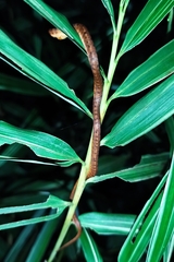 Pareas carinatus