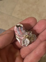 Megabalanus tintinnabulum