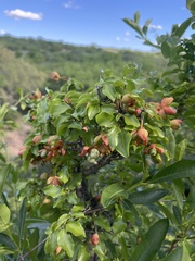 Ochna inermis
