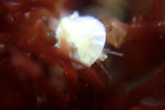 Crepipatella lingulata