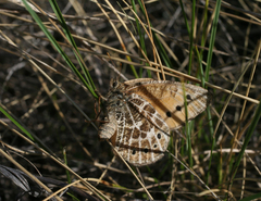 Oeneis tarpeia
