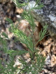 Asparagus aspergillus