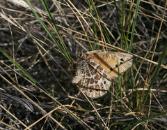 Oeneis tarpeia