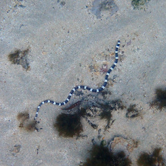 Leiuranus semicinctus