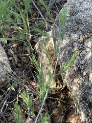 Asparagus aspergillus