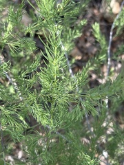 Asparagus aspergillus