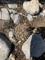 Coryphantha sulcata