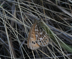 Oeneis tarpeia