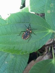 Spartocera pantomima