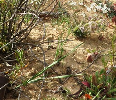 Gladiolus orchidiflorus