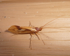 Platycentropus radiatus