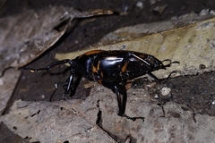 Cyrtotrachelus