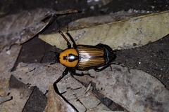 Cyrtotrachelus