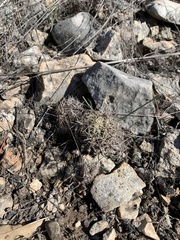 Coryphantha sulcata