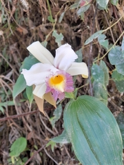 Sobralia ecuadorana