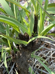 Xerophyta suaveolens