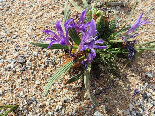 Image of Babiana attenuata by (c) linkie, some rights reserved (CC BY)