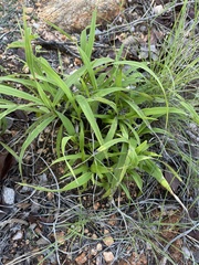 Xerophyta suaveolens