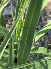 Xerophyta suaveolens
