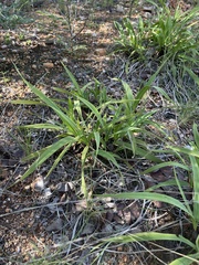 Xerophyta suaveolens