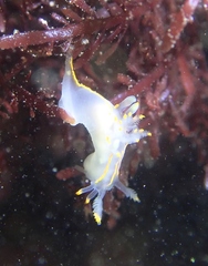 Ancula gibbosa