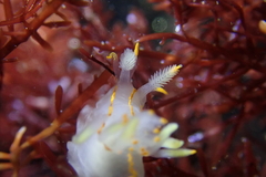 Ancula gibbosa