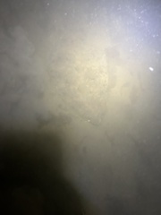 Paralichthys lethostigma