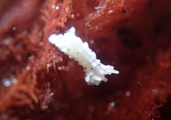 Aegires albopunctatus