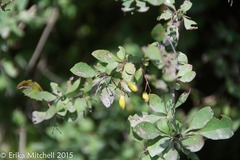 Berberis × ottawensis