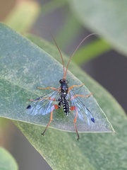 Echthromorpha intricatoria