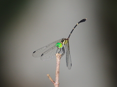 Nannophlebia eludens