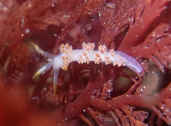 Coryphella trilineata