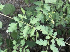 Cardiospermum corindum