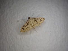 Asturodes junkoshimurae