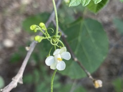 Cardiospermum corindum